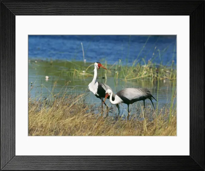 Framed Print : Wattled Crane CH 5663 IUCN Endangered Chobe National Park, Botswana, Africa. Grus carunculatus © Clem Haagner / ardea. com Framed Print : Wattled Crane CH 5663 IUCN Endangered Chobe National Park, Botswana, Africa. Grus carunculatus © Clem Haagner / ardea. com