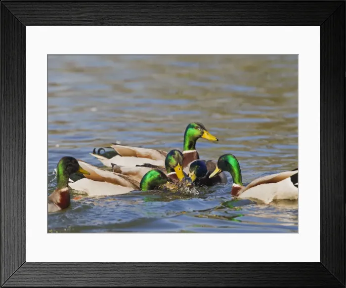 Framed Print : Mallard - males mating with female - Hertfordshire UK 12353 Framed Print : Mallard - males mating with female - Hertfordshire UK 12353