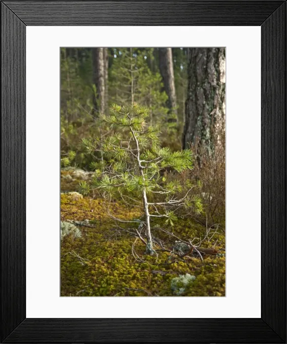 Framed Print : Pine Sapling - among mature pines - Loch Garton - Cairngorm NP - Scotland Framed Print : Pine Sapling - among mature pines - Loch Garton - Cairngorm NP - Scotland