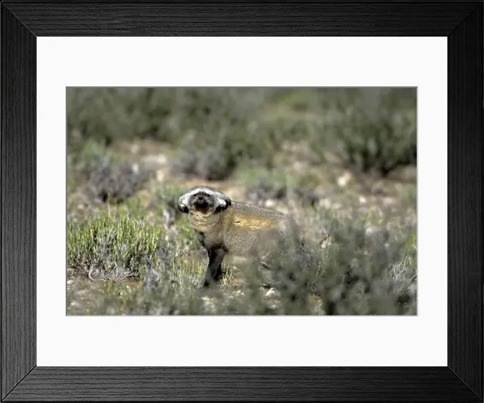Framed Print : Bat-eared Fox - ears folded for concealment - Kalahari Desert - Southern Africa Framed Print : Bat-eared Fox - ears folded for concealment - Kalahari Desert - Southern Africa