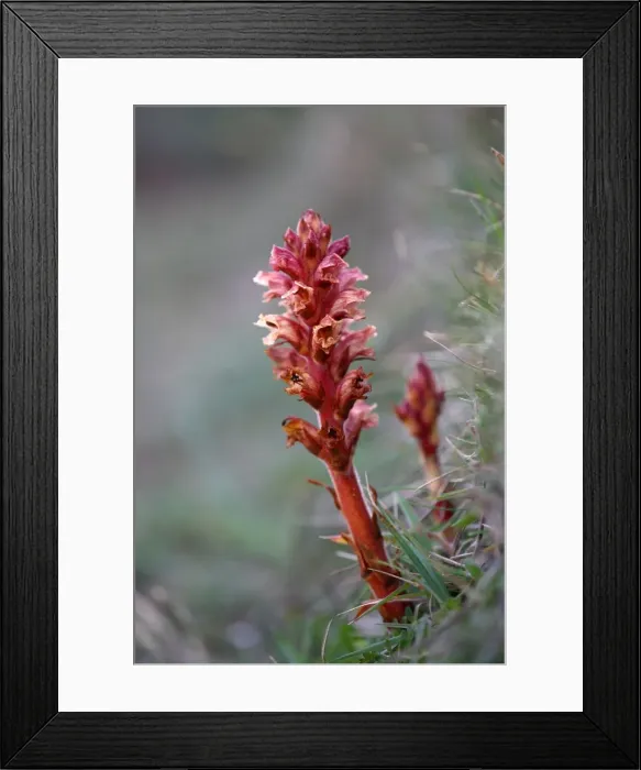 Framed Print : Thyme Broomrape - Cornwall - UK Framed Print : Thyme Broomrape - Cornwall - UK