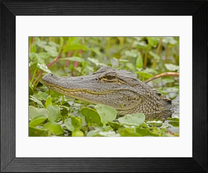 Framed Print : American Alligator - head appearing above water among Water Hyacinth and other aquatic plants - Louisiana - USA Framed Print : American Alligator - head appearing above water among Water Hyacinth and other aquatic plants - Louisiana - USA