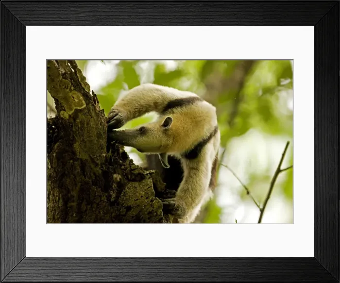 Framed Print : Northern Tamandua - feeding in tree - Costa Rica Framed Print : Northern Tamandua - feeding in tree - Costa Rica