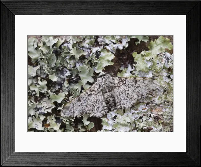 Framed Print : Peppered Moth - on lichen - UK Framed Print : Peppered Moth - on lichen - UK