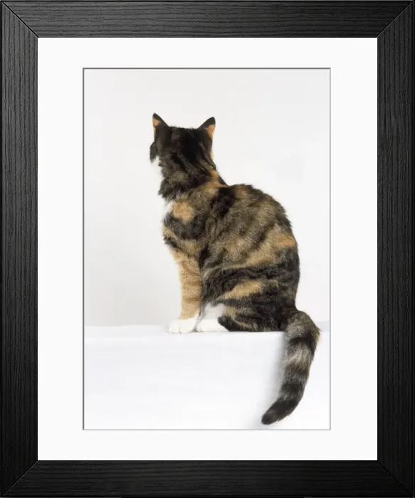 Framed Print : Tortoiseshell & White Cat - sitting - outline