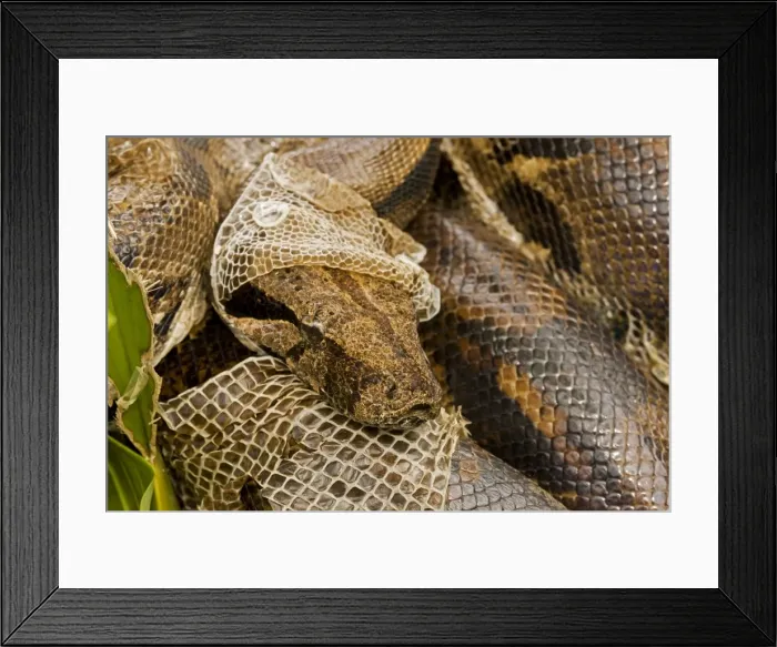 Framed Print : Boa constrictor - shedding skin - Guanacaste National Park - Costa Rica Framed Print : Boa constrictor - shedding skin - Guanacaste National Park - Costa Rica