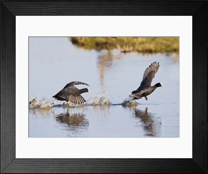 Framed Print : Coot - chasing across water - Cley - Norfolk - UK 12337 Framed Print : Coot - chasing across water - Cley - Norfolk - UK 12337