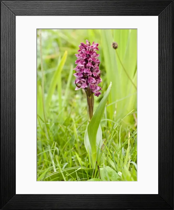 Framed Print : Early Marsh orchid - North Uist - Outer Hebrides - Scotland Framed Print : Early Marsh orchid - North Uist - Outer Hebrides - Scotland