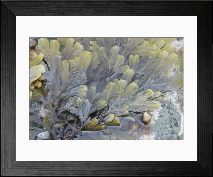 Framed Print : Edible Periwinkle on Toothed Wrack Seaweed in tide pool - Brough Head - Orkney Mainland IN000901 Framed Print : Edible Periwinkle on Toothed Wrack Seaweed in tide pool - Brough Head - Orkney Mainland IN000901
