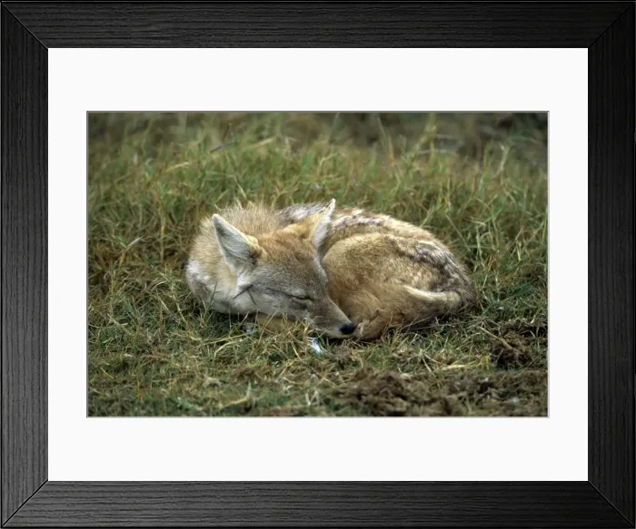 Framed Print : Side Stripped Jackal - Ngorongoro Crater Tanzania - Africa Framed Print : Side Stripped Jackal - Ngorongoro Crater Tanzania - Africa