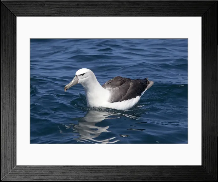 Framed Print : White-capped Albatross - on sea - offshore from Kaikoura, South Island, New Zealand Framed Print : White-capped Albatross - on sea - offshore from Kaikoura, South Island, New Zealand