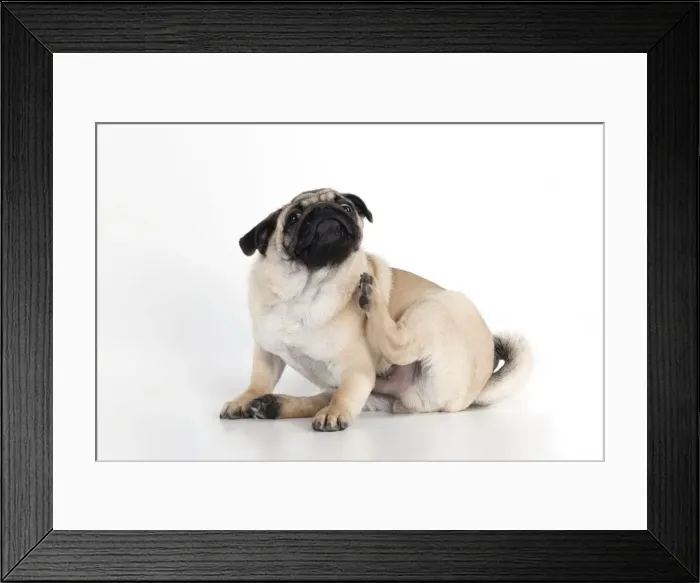 Framed Print : DOG - Pug puppy scratching Framed Print : DOG - Pug puppy scratching
