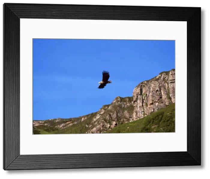 Framed Print : White-tailed Sea Eagle - soaring with mountains in backgound - North Western Scotland
Framed Print : White-tailed Sea Eagle - soaring with mountains in backgound - North Western Scotland