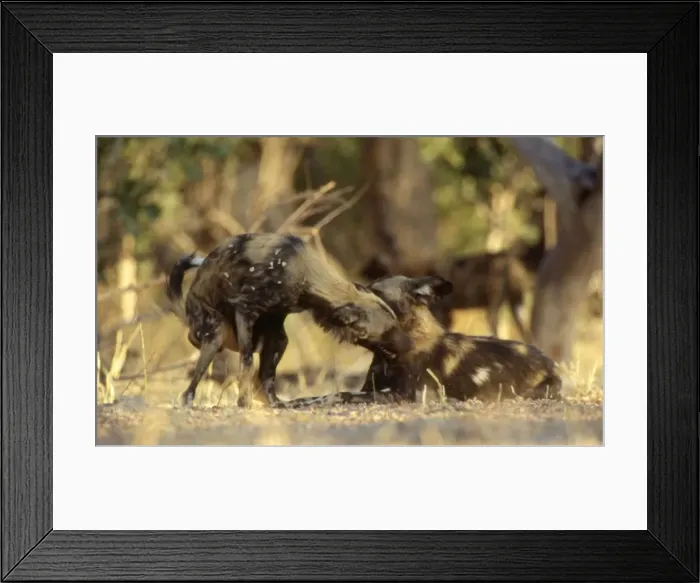 Framed Print : Wild Dogs CRH 942 Adopting subordinate posture while greeting alpha female of the pack Moremi, Botswana Lycaon pictus © Chris Harvey / ardea. com Framed Print : Wild Dogs CRH 942 Adopting subordinate posture while greeting alpha female of the pack Moremi, Botswana Lycaon pictus © Chris Harvey / ardea. com
