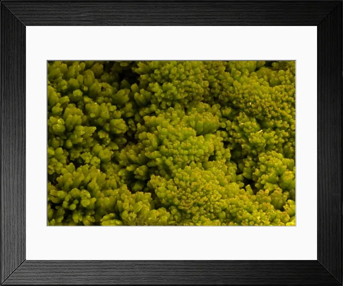 Framed Print : Pyromorphite - lead mineral - Daoping- China Framed Print : Pyromorphite - lead mineral - Daoping- China