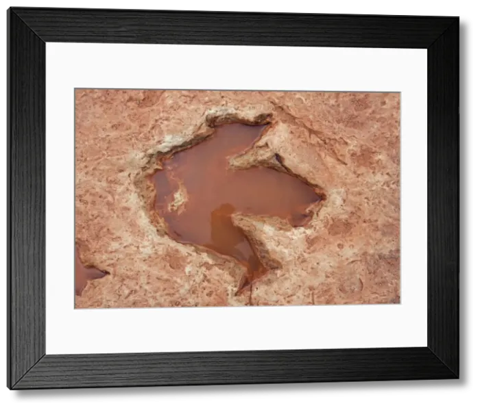 Framed Print : Fossil Dinosaur Footprint (Theropod) - Early Jurassic - Navajo reservation near Tuba city - Arizona - USA Framed Print : Fossil Dinosaur Footprint (Theropod) - Early Jurassic - Navajo reservation near Tuba city - Arizona - USA