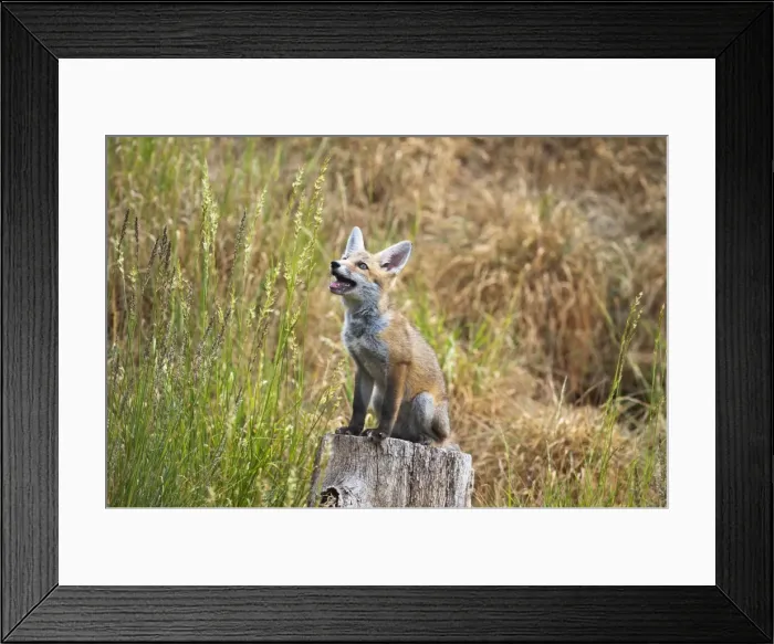 Framed Print : Red Fox - cub sitting on log stump - controlled conditions 13316 Framed Print : Red Fox - cub sitting on log stump - controlled conditions 13316