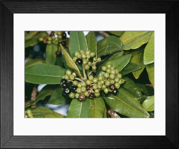 Framed Print : All Spice - Hawaii Framed Print : All Spice - Hawaii
