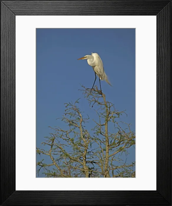 Framed Print : Great / Common / American Egret - perched on tree - Louisiana - USA Framed Print : Great / Common / American Egret - perched on tree - Louisiana - USA