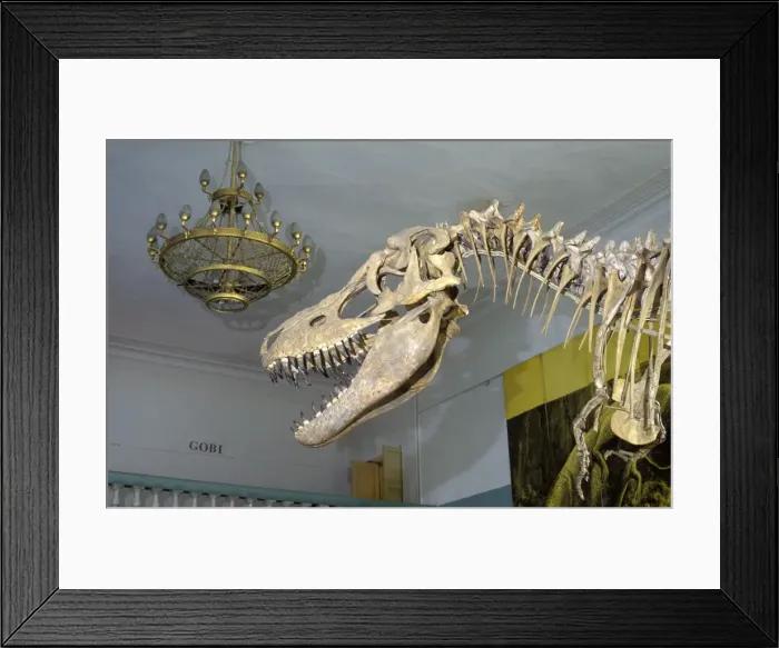 Framed Print : Dinosaurs - Theropods: Tarbosaurus Tarbosaurus is a carnivorous dinosaur of Central Asia in the Tyrannosaur family; sometimes considered synonymous with Tyrannosaurus bataar. From the Late Cretaceous of the Gobi Desert, Mongolia Framed Print : Dinosaurs - Theropods: Tarbosaurus Tarbosaurus is a carnivorous dinosaur of Central Asia in the Tyrannosaur family; sometimes considered synonymous with Tyrannosaurus bataar. From the Late Cretaceous of the Gobi Desert, Mongolia