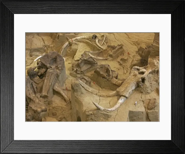 Framed Print : Columbian Mammoth Fossil - South Dakota - USA - Hot Springs Mammoth Site is a natural hydrogeologic trap into which young male mammoths fell and starved or drowned - The site has been preserved leaving the remains in place when the animal died or Framed Print : Columbian Mammoth Fossil - South Dakota - USA - Hot Springs Mammoth Site is a natural hydrogeologic trap into which young male mammoths fell and starved or drowned - The site has been preserved leaving the remains in place when the animal died or