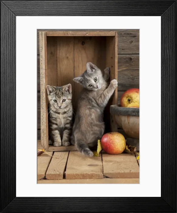Framed Print : CAT - Kittens in wooden box Framed Print : CAT - Kittens in wooden box