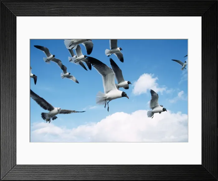 Framed Print : Laughing Gulls CK 4124 In flight Larus atricilla © Chris Knights / ardea. com Framed Print : Laughing Gulls CK 4124 In flight Larus atricilla © Chris Knights / ardea. com
