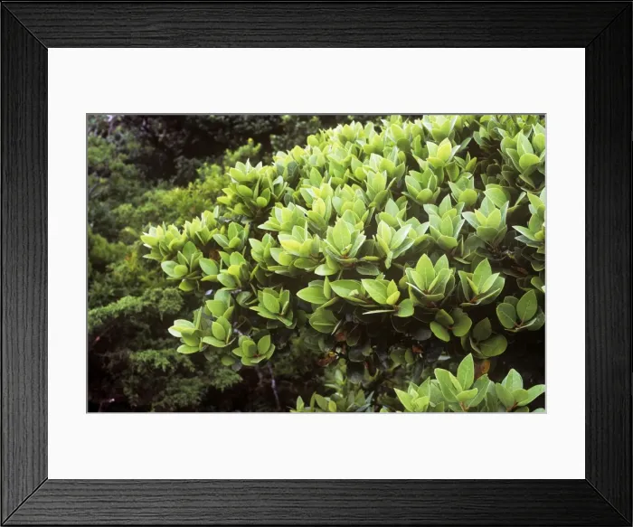 Framed Print : Azores Laurel Framed Print : Azores Laurel