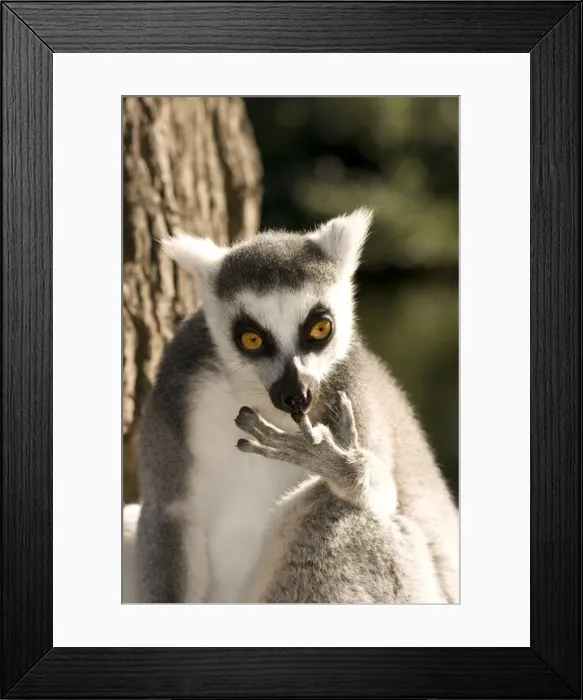 Framed Print : Ring-tailed Lemur - cleaning fingers Framed Print : Ring-tailed Lemur - cleaning fingers