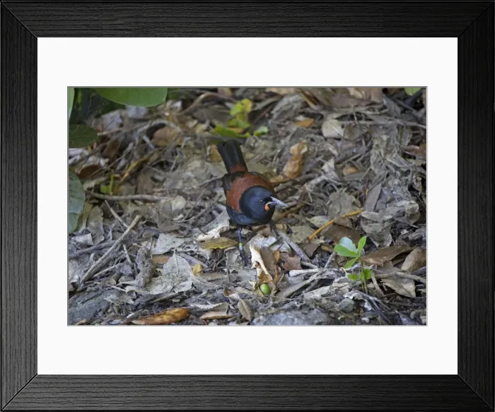 Framed Print : South Island Saddleback / Tieke - foraging among leaf litter on the forest floor - survives only on some small off shore islands around Stewart Island and here on Motuara Island in the Marlborough Sounds Framed Print : South Island Saddleback / Tieke - foraging among leaf litter on the forest floor - survives only on some small off shore islands around Stewart Island and here on Motuara Island in the Marlborough Sounds