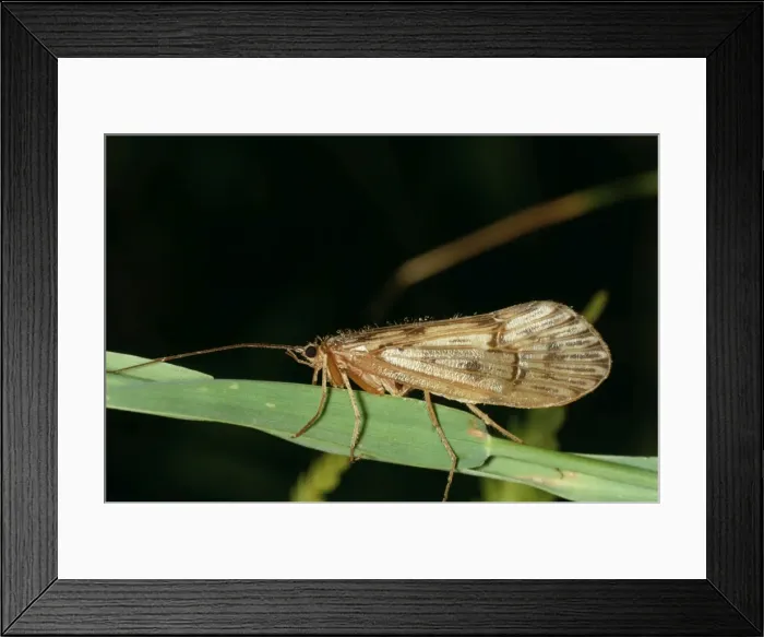 Framed Print : Caddis Fly Framed Print : Caddis Fly