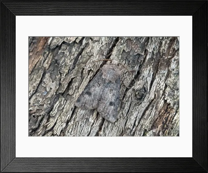 Framed Print : Heart and Dart Moth - Lincolnshire - England Framed Print : Heart and Dart Moth - Lincolnshire - England