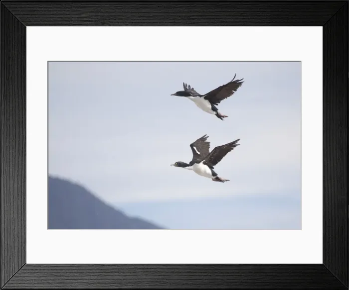 Framed Print : New Zealand King Shag / Rough-faced Shag - in flight - Duffers Reef Pelorous Sound, South Island, New Zealand. Endemic to the South Island of New Zealand and less than 500 birds known to exist Framed Print : New Zealand King Shag / Rough-faced Shag - in flight - Duffers Reef Pelorous Sound, South Island, New Zealand. Endemic to the South Island of New Zealand and less than 500 birds known to exist