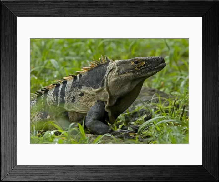 Framed Print : Spiny-tailed Iguana - Tropical dry forest - Santa Rosa National Park - Costa Rica Framed Print : Spiny-tailed Iguana - Tropical dry forest - Santa Rosa National Park - Costa Rica