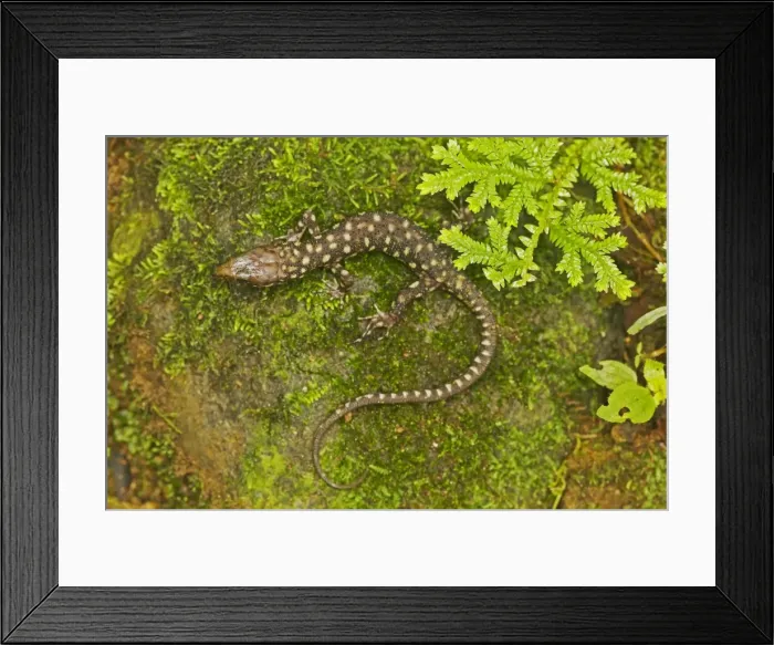 Framed Print : Yellow-spotted Tropical Night Lizard - Costa Rica Framed Print : Yellow-spotted Tropical Night Lizard - Costa Rica