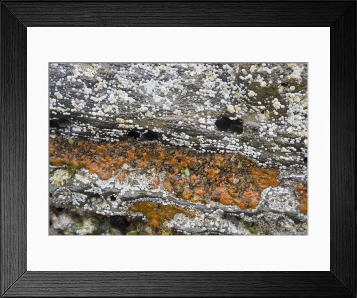 Framed Print : Orange Mould on rocks exposed at very low tide - Brough Head - Orkney Mainland PL002114 Framed Print : Orange Mould on rocks exposed at very low tide - Brough Head - Orkney Mainland PL002114