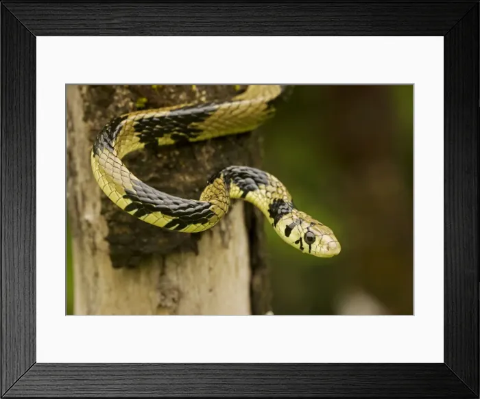 Framed Print : Tropical / Tiger Rat Snake - Costa Rica Framed Print : Tropical / Tiger Rat Snake - Costa Rica