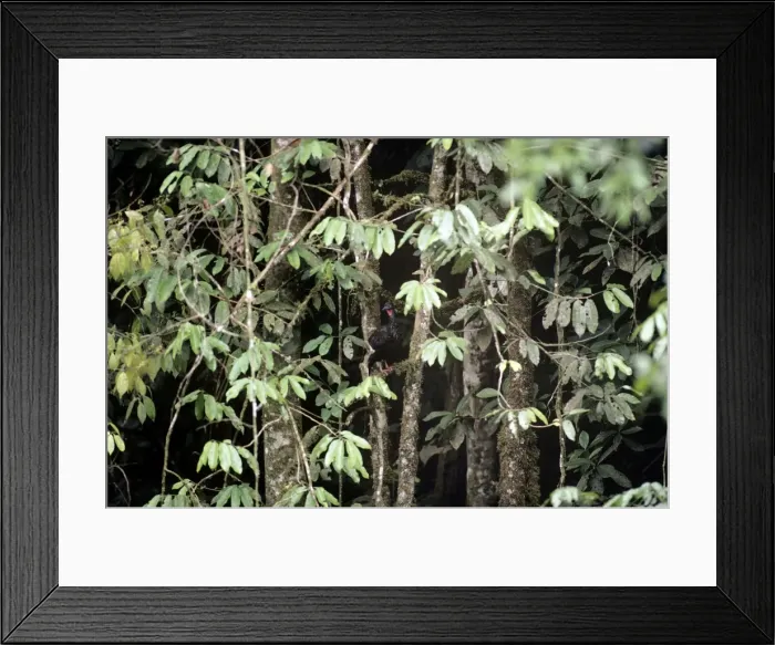 Framed Print : Crested Guan - Venzuela