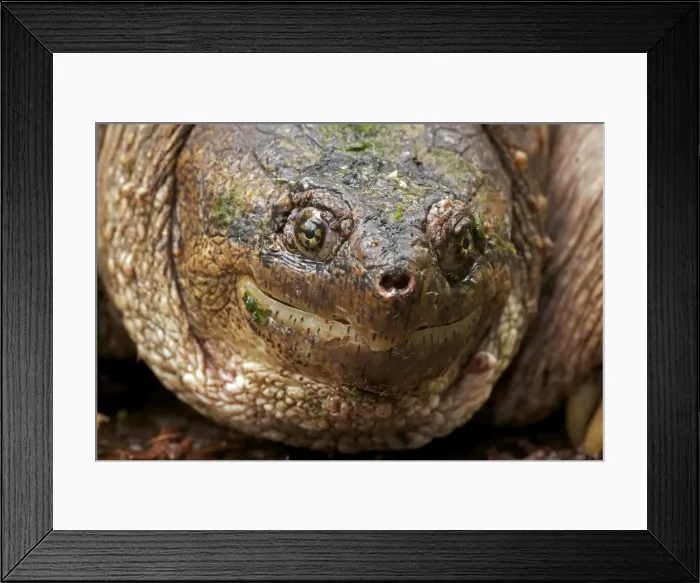 Framed Print : Snapping Turtle - Male - found in Eastern US and South eastern Canada to Rocky mountains - Omnivourous - New York Framed Print : Snapping Turtle - Male - found in Eastern US and South eastern Canada to Rocky mountains - Omnivourous - New York
