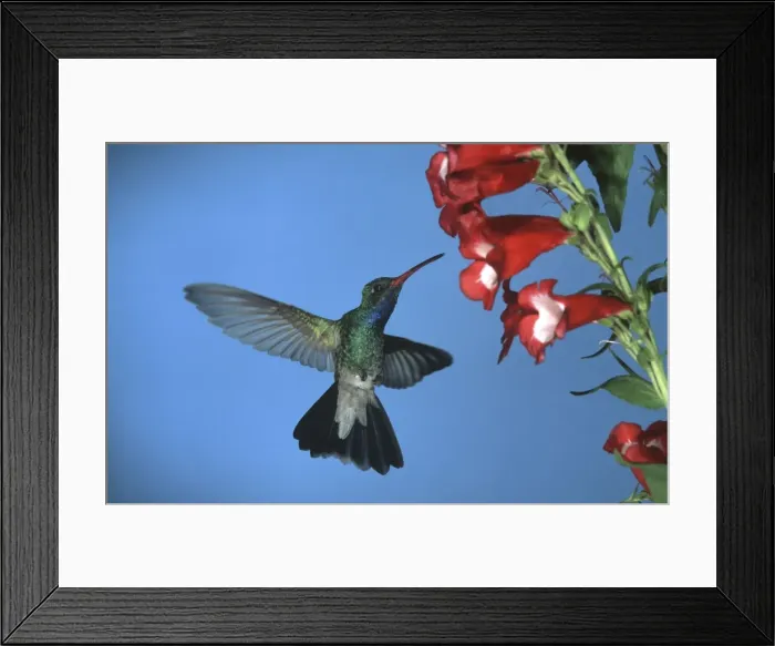 Framed Print : Broad-Billed Hummingbird FG 12415 Male in flight feeding from flower - South Arizona, USA Cynanthus latirostris © Francois Gohier / ardea. com Framed Print : Broad-Billed Hummingbird FG 12415 Male in flight feeding from flower - South Arizona, USA Cynanthus latirostris © Francois Gohier / ardea. com