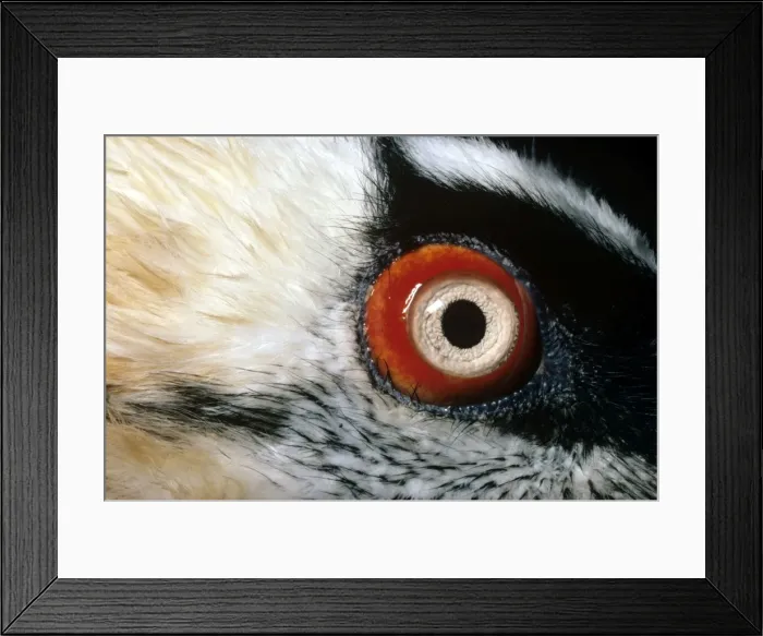Framed Print : Lammergeier - closu-up of eye Framed Print : Lammergeier - closu-up of eye