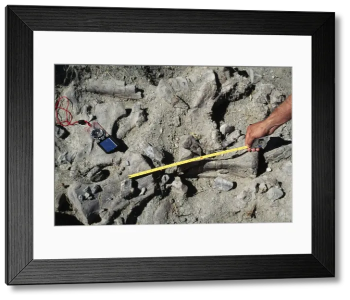 Framed Print : Diplodocus Caudal vertebrae. Morrison Formation. Jurassic Sheep Creek, Wyoming, USA Framed Print : Diplodocus Caudal vertebrae. Morrison Formation. Jurassic Sheep Creek, Wyoming, USA