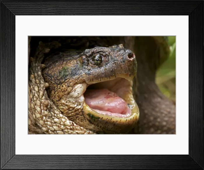 Framed Print : Snapping Turtle - Male - found in Eastern US and South eastern Canada to Rocky mountains - Omnivourous - New York Framed Print : Snapping Turtle - Male - found in Eastern US and South eastern Canada to Rocky mountains - Omnivourous - New York