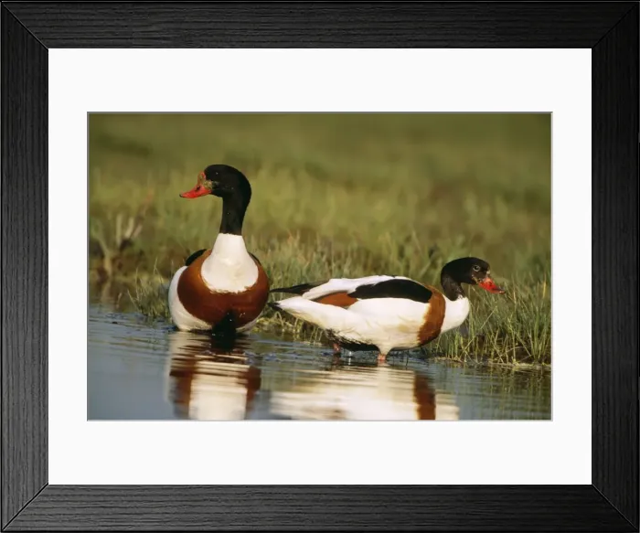 Framed Print : Shelduck CAN 1655 Sweden Tadorna tadorna © John Cancalosi / ardea. com Framed Print : Shelduck CAN 1655 Sweden Tadorna tadorna © John Cancalosi / ardea. com
