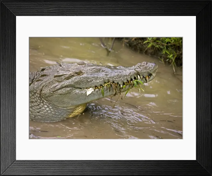 Framed Print : American Crocodile - Tropical rainforest - Costa Rica Framed Print : American Crocodile - Tropical rainforest - Costa Rica