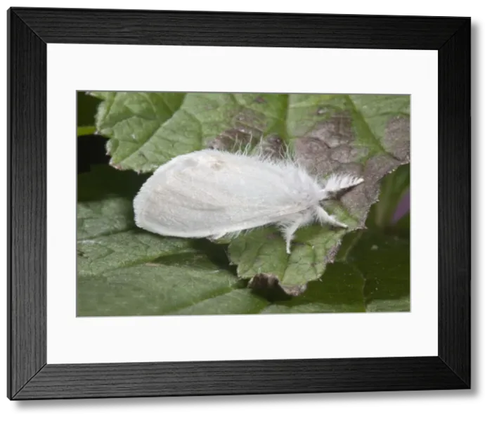 Framed Print : Yellow Tail Moth - Cornwall - UK Framed Print : Yellow Tail Moth - Cornwall - UK