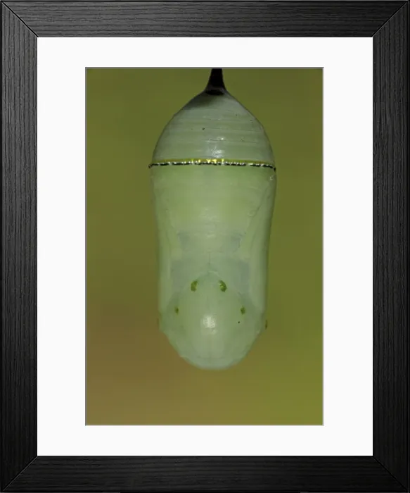 Framed Print : Monarch Butterfly - chrysalis - New York - USA Framed Print : Monarch Butterfly - chrysalis - New York - USA
