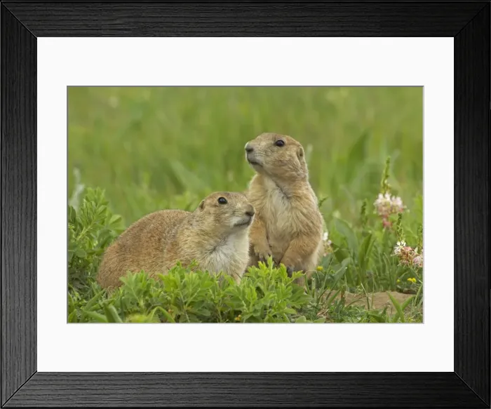 Framed Print : Blacktail Prairie Dog - Wyoming - USA Framed Print : Blacktail Prairie Dog - Wyoming - USA