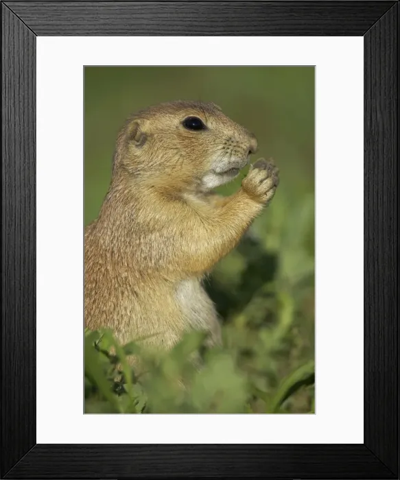 Framed Print : Blacktail Prairie Dog - Wyoming - USA Framed Print : Blacktail Prairie Dog - Wyoming - USA