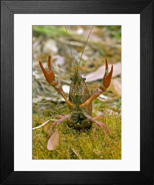 Framed Print : Red Swamp Crawfish(Crayfish) - defensive display - Important food item - commercially harvested - native to Southeastern US - introduced widely elsewhere - Louisiana Framed Print : Red Swamp Crawfish(Crayfish) - defensive display - Important food item - commercially harvested - native to Southeastern US - introduced widely elsewhere - Louisiana